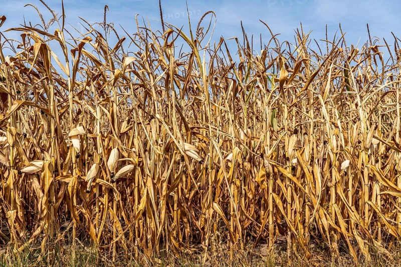 Corn field dried up and only low grown, small corn cobs, due to the summer drought, drought, near Goch on the Lower Rhine, North Rhine-Westphalia, Germany, Europe