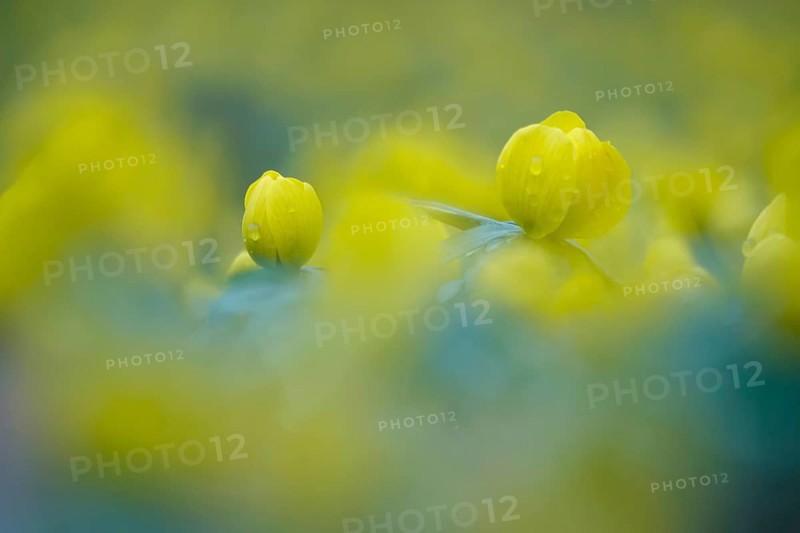 Winter aconites (Eranthis hyemalis), Germany, Europe