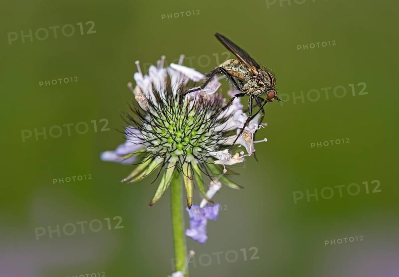Empis tessellatav (Empis tesselata) searching for nectar on a thistle flower, Valais, Switzerland, Europe
