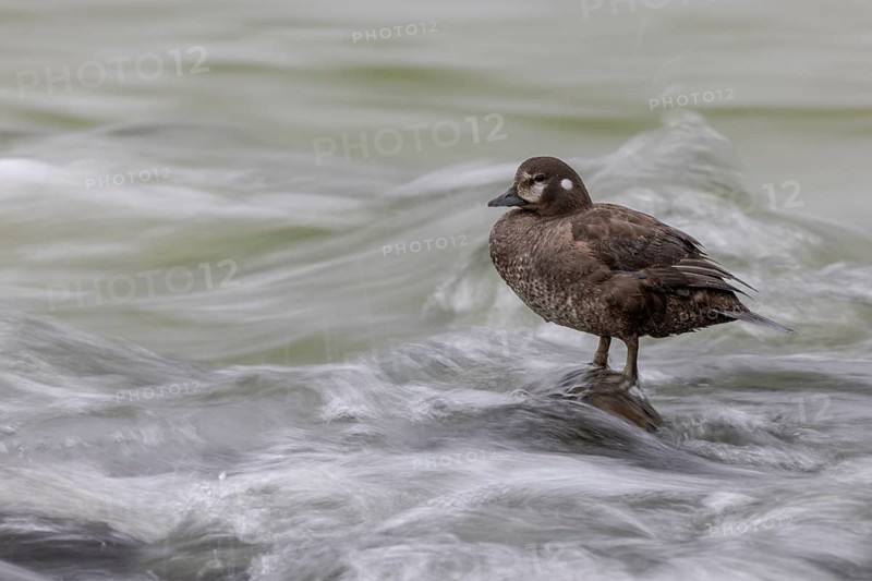 Harlequin duck (Histrionicus histrionicus), female, on a stone in a raging river, long exposure, Laxa River, Lake Myvatn, Iceland, Europe