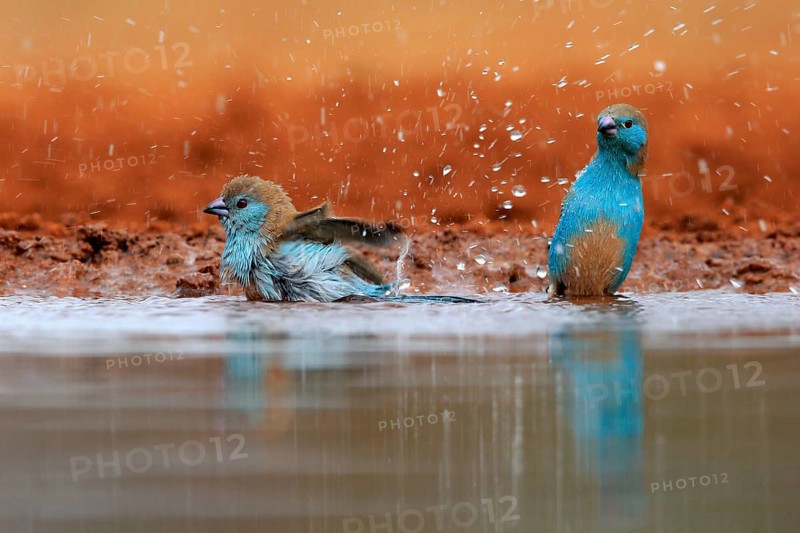 Angolan butterfly finch (Uraeginthus angolensis), blue-eared butterfly finch, adult, two birds, at the water, bathing, Kruger National Park, Kruger National Park, Krugerpark, South Africa, Africa