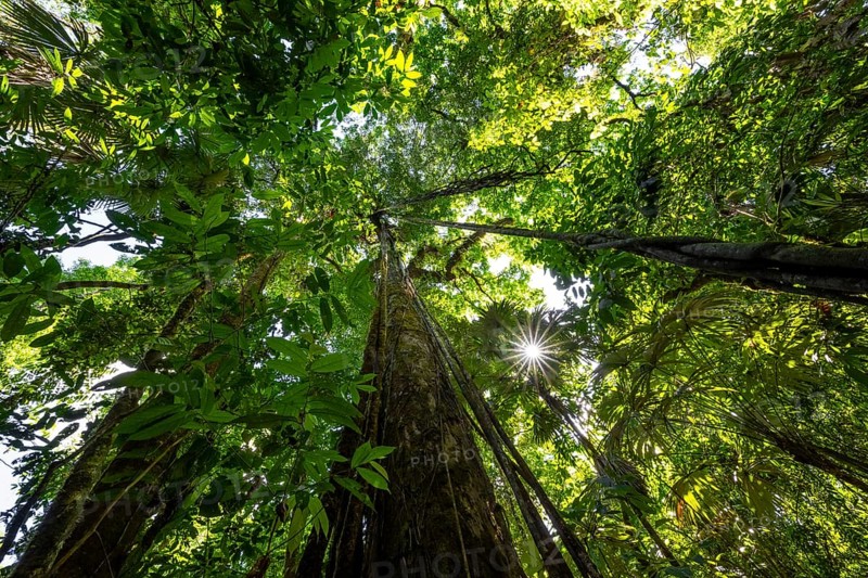 Dense vegetation in the tropical rainforest, roots of a strangler fig on a tree, view upwards, Sun Star, Corcovado National Park, Osa, Puntarena Province, Costa Rica, Central America