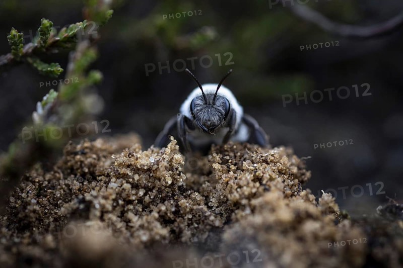 A willow sand bee in the Hohe Ward nature reserve in Münster, 08/04/2024