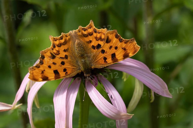 Comma butterfly (Polygonia c-album) adult insect feeding on a purple Cone flower in a garden, Suffolk, England, United Kingdom, Europe
