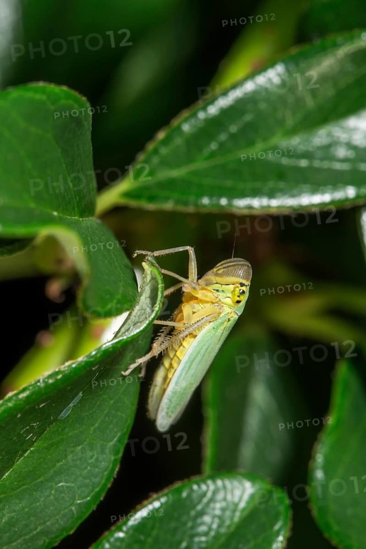 A green cicada (Cicadella viridis) sits on a leaf of the cotoneaster (Cotoneaster) with shiny leaves, Baden-Württemberg, Germany, Europe