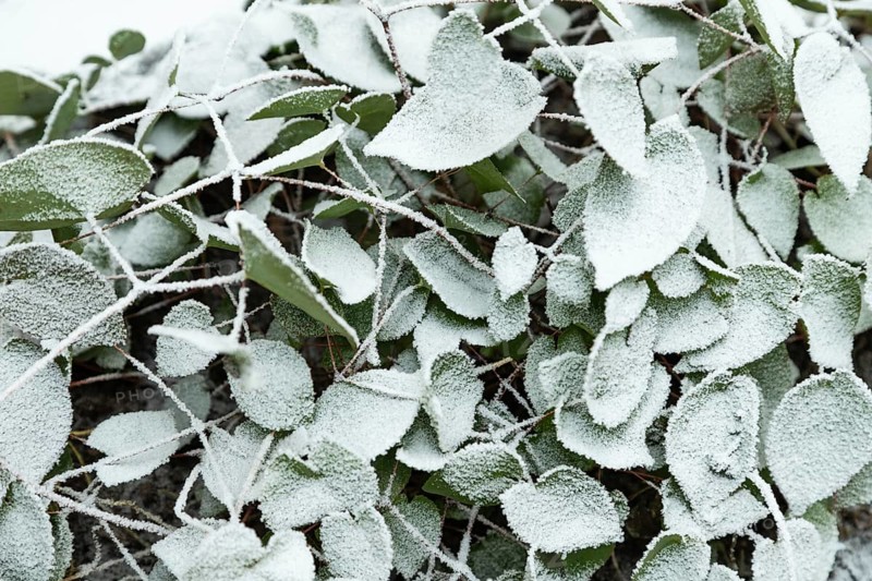 Barrenwort leaves covered with hoarfrost. Abstract floral background, garden and winter concept. Frost texture, close up, flat lay, top view