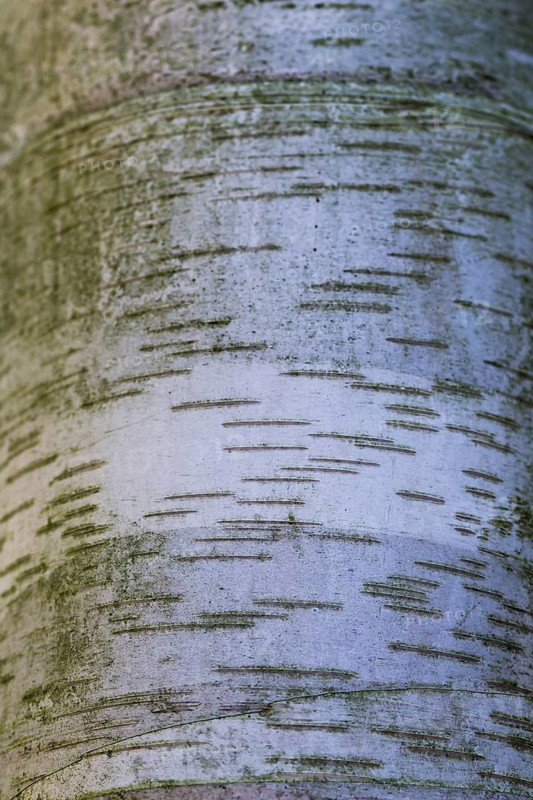 Texture of white birch tree bark with stripes