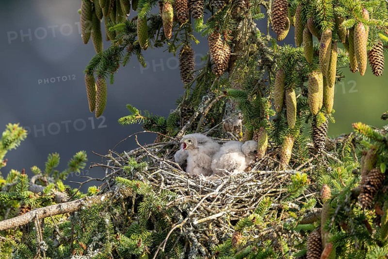 Common kestrel (Falco tinnunculus), young birds not yet ready to fly in the nest, Rhineland-Palatinate, Germany, Europe