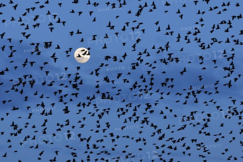 Flock of starlings in flight in front of full moon, Switzerland, Europe