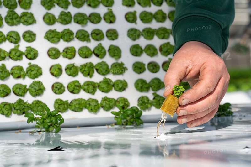 Agriculture, herb gardening, basil young plants, in pressed pots, with growing soil and nutrients, are planted in beds in a greenhouse