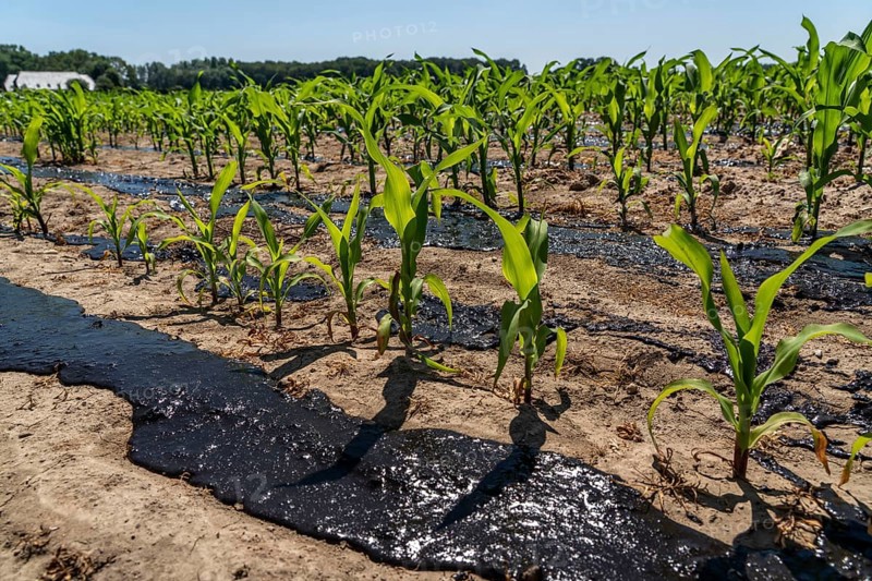 A maize field, with young plants, is fertilised with liquid manure, near Geldern, North Rhine-Westphalia, Germany, Europe