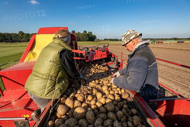 Potato harvesting, so-called split harvesting method, first the tubers are taken out of the ground with a row planter, then, after a short drying phase, collected with a bunker harvester and loaded, North Rhine-Westphalia, Germany, Europe