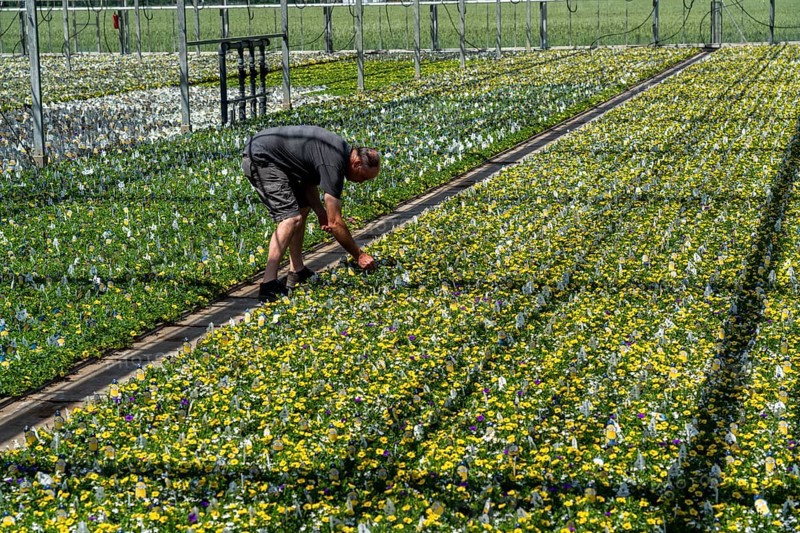 Horticultural business, greenhouse, various types of potted plants are grown here to be sold in flower shops, supermarkets, DIY stores, garden centres, North Rhine-Westphalia, Germany, Europe