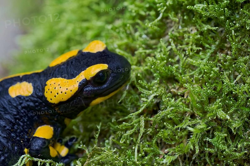 Fire salamander (Salamandra salamandra), Lower Saxony, Germany, Europe