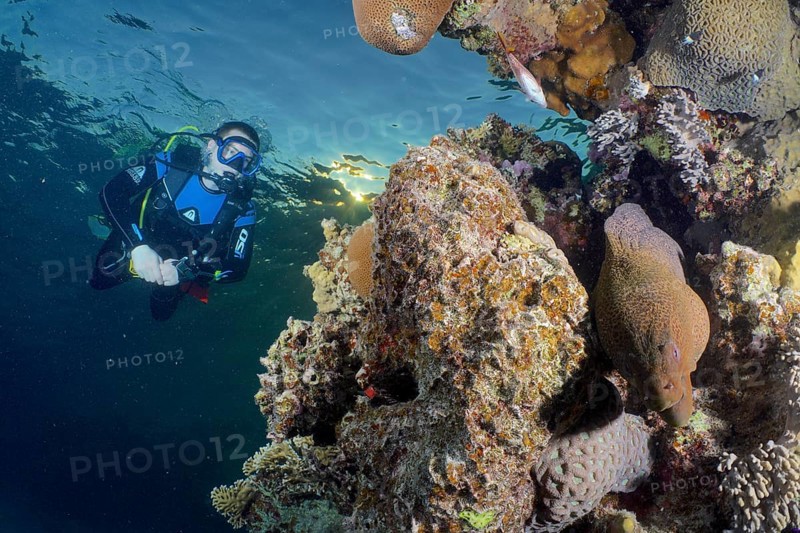 Diver looking at giant moray (Gymnothorax javanicus) in the evening light. Dive site House Reef, Mangrove Bay, El Quesir, Red Sea, Egypt, Africa