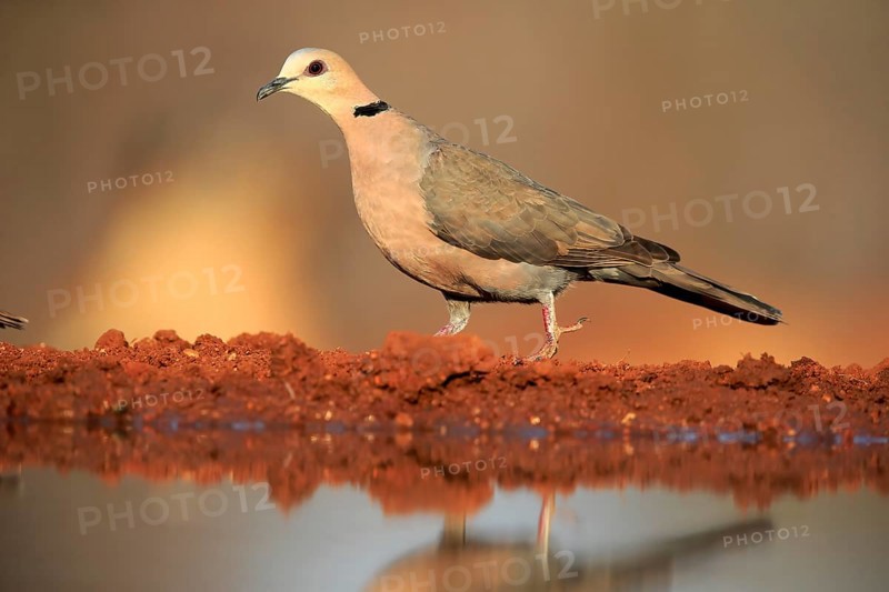 Red-eyed dove (Streptopelia semitorquata), Red-eyed Dove adult, at the water, Kruger National Park, Kruger National Park, Krugerpark, South Africa, Africa
