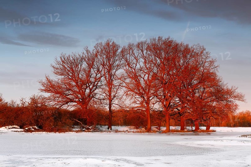 Winter floods 2024 on the Elbe and Mulde rivers with flooding of the meadows, ice on the meadows due to flooding in winter, morning mood in the Elbe floodplain, Middle Elbe Biosphere Reserve, Dessau-Roßlau, Saxony-Anhalt, Germany, Europe