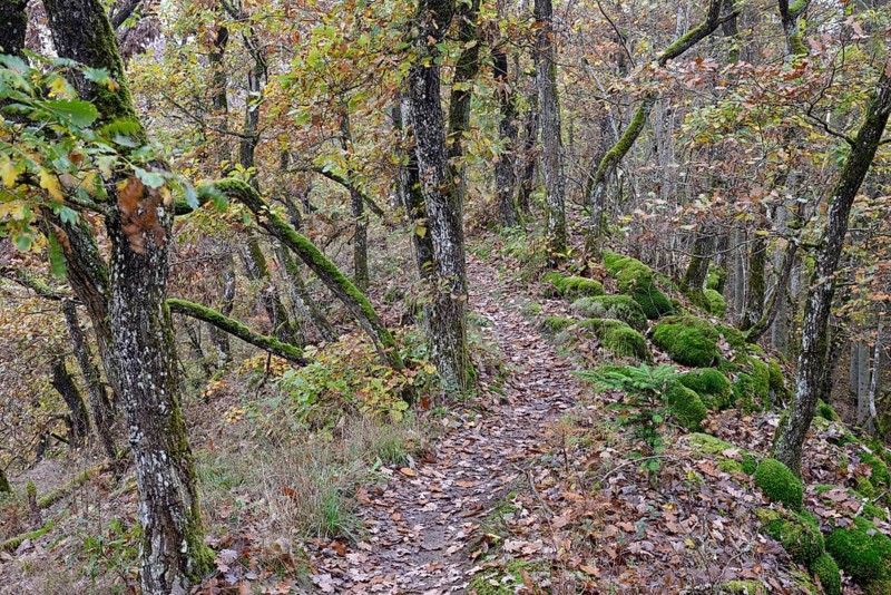 Narrow hiking trail leads over a mountain ridge, gnarled deciduous trees with autumn leaves, mossy rocks, Moselle, Rhineland-Palatinate, Germany, Europe