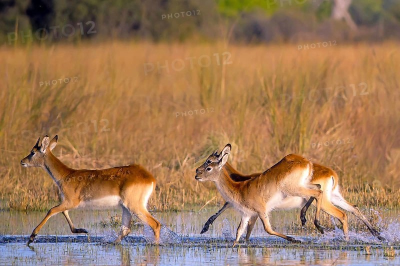 Red hartebeest (Kobus leche) ml, Okavango Delta, Botswana, Okavando Delta, Botswana, Africa