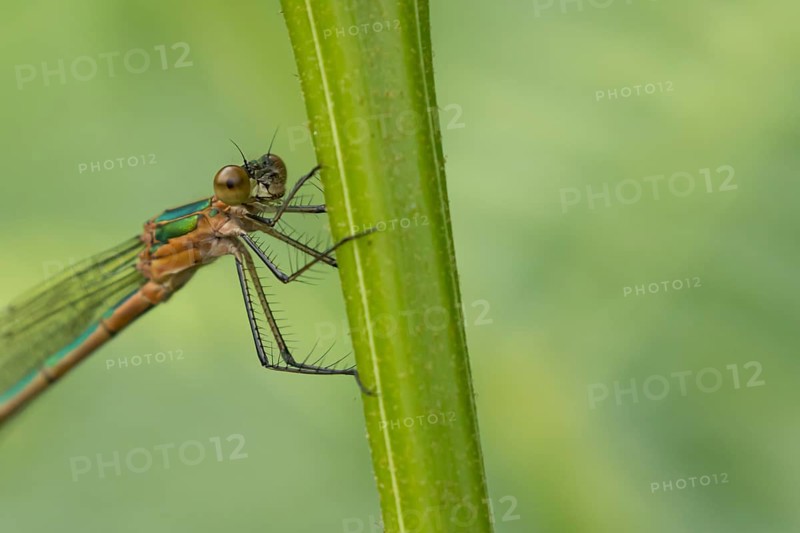 Emerald damselfly (Lestes sponsa) adult female insect resting on a plant stem, Suffolk, England, United Kingdom, Europe