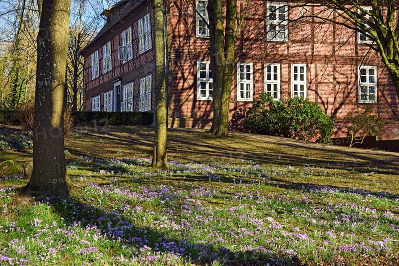 Europe, Germany, Lower Saxony, Harburg district, Moisburg, Hamburg metropolitan region, Amtshaus an der Este, spring, meadow with crocuses, Hamburg, Hamburg, Federal Republic of Germany, Europe