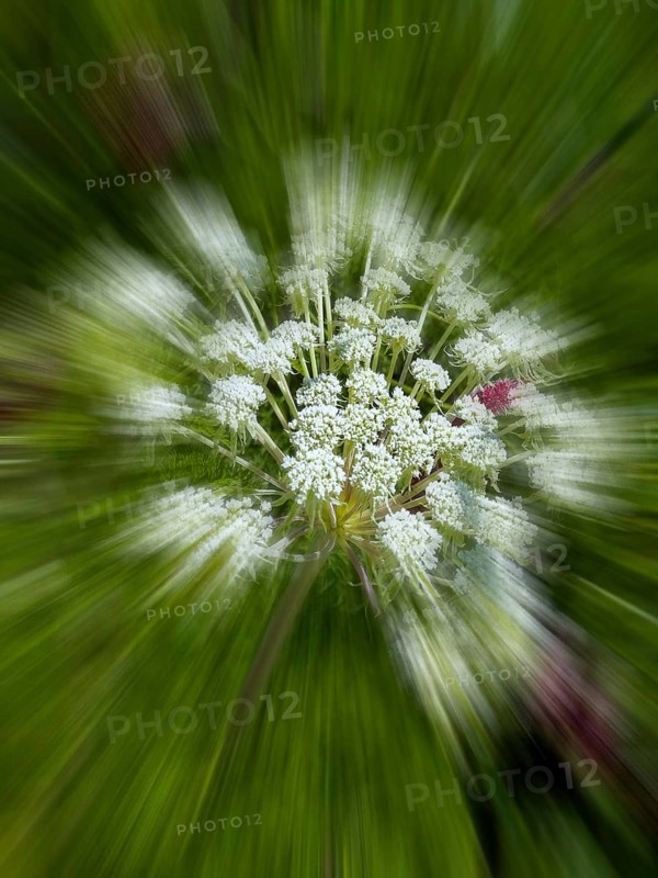 Bishop's weed, small cartilaginous carrot, toothpick cartilaginous carrot, toothpick herb, toothpick ammei (Visnaga daucoides), zoom effect