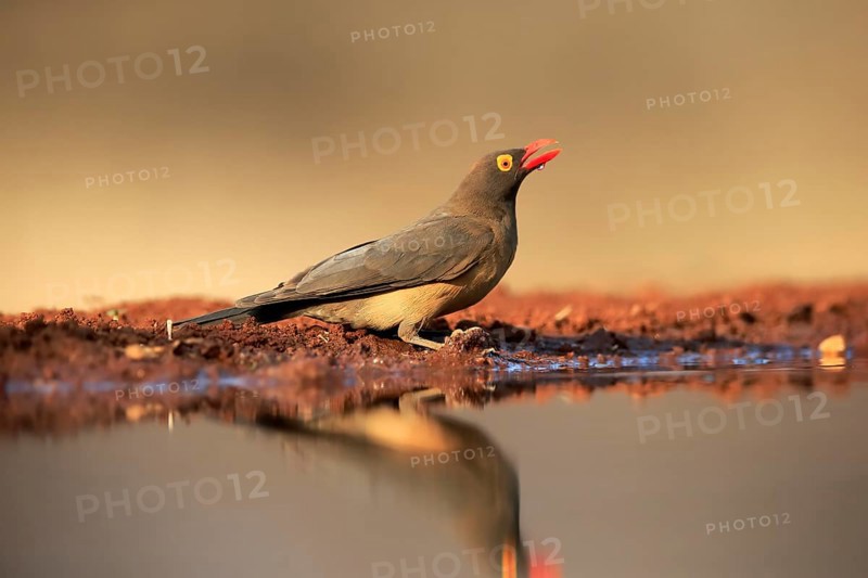 Red-billed oxpecker (Buphagus erythrorhynchus), adult, at the water, drinking, alert, Kruger National Park, Kruger National Park, Kruger National Park South Africa