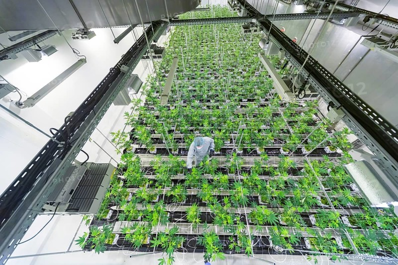 DEU/Saxony/Ebersbach The Saxon cannabis producer Demecan is now the first German company to be authorised to cultivate medicinal cannabis indefinitely under the new Cannabis Act. The company had been authorised to produce since 2019, albeit subject to conditions such as a maximum production quantity or regulated distribution. These conditions will now no longer apply, which will improve the supply situation for medicinal cannabis. The Federal Government Commissioner for Addiction and Drug Issues Burkhard Blienert and Health Minister Petra Köpping took a tour of the production facility to find out more about the production of medicinal cannabis., Federal Drug Commissioner Burghard Blienert and Health Minister Petra Köpping visit Saxon cannabis producer Demecan, Ebersbach, Saxony, Germany, Europe