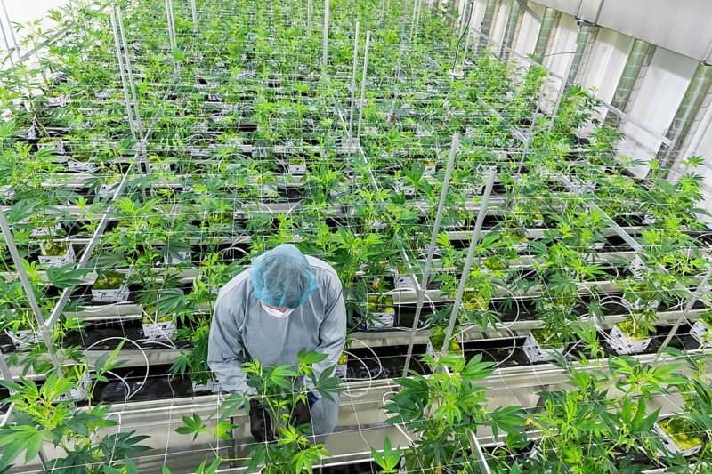 DEU/Saxony/Ebersbach The Saxon cannabis producer Demecan is now the first German company to be authorised to cultivate medicinal cannabis indefinitely under the new Cannabis Act. The company had been authorised to produce since 2019, albeit subject to conditions such as a maximum production quantity or regulated distribution. These conditions will now no longer apply, which will improve the supply situation for medicinal cannabis. The Federal Government Commissioner for Addiction and Drug Issues Burkhard Blienert and Health Minister Petra Köpping took a tour of the production facility to find out more about the production of medicinal cannabis., Federal Drug Commissioner Burghard Blienert and Health Minister Petra Köpping visit Saxon cannabis producer Demecan, Ebersbach, Saxony, Germany, Europe