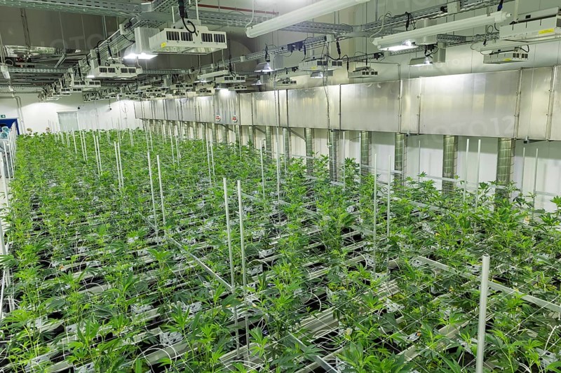 DEU/Saxony/Ebersbach The Saxon cannabis producer Demecan is now the first German company to be authorised to cultivate medicinal cannabis indefinitely under the new Cannabis Act. The company had been authorised to produce since 2019, albeit subject to conditions such as a maximum production quantity or regulated distribution. These conditions will now no longer apply, which will improve the supply situation for medicinal cannabis. The Federal Government Commissioner for Addiction and Drug Issues Burkhard Blienert and Health Minister Petra Köpping took a tour of the production facility to find out more about the production of medicinal cannabis., Federal Drug Commissioner Burghard Blienert and Health Minister Petra Köpping visit Saxon cannabis producer Demecan, Ebersbach, Saxony, Germany, Europe