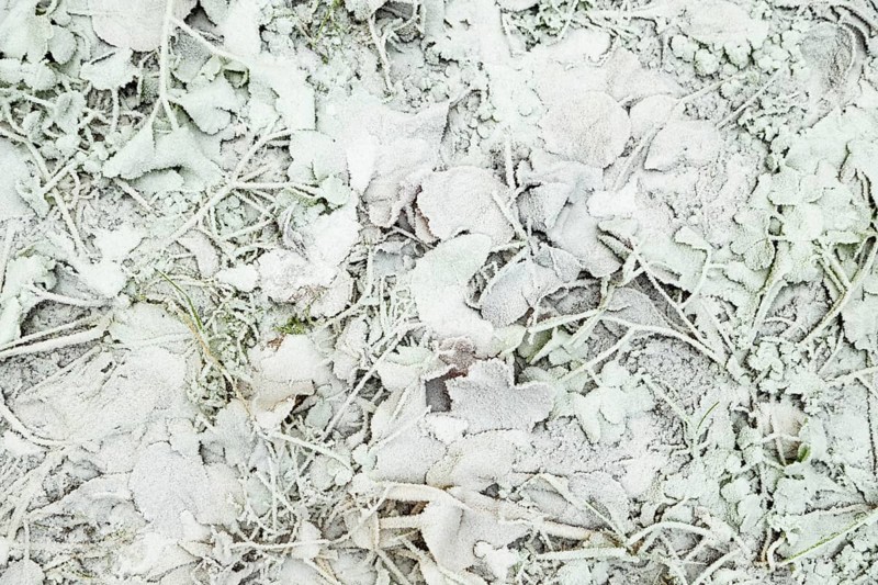 Leaves and grass covered with hoarfrost. Abstract floral background, garden and winter concept. Frost texture, close up, flat lay, top view