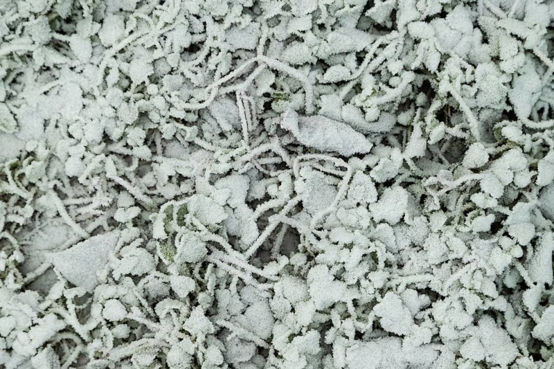 Leaves and grass covered with hoarfrost. Abstract floral background, garden and winter concept. Frost texture, close up, flat lay, top view