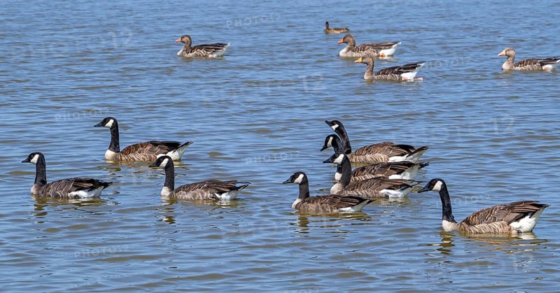 Canada goose flock, family group of Canadian geese (Branta canadensis) and greylag geese with juveniles swimming in lake in summer