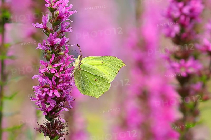 Brimstone (Gonepteryx rhamni) feeding on a flower of purple loosestrife (Lythrum salicaria), Wilnsdorf, North Rhine-Westphalia, Germany, Europe