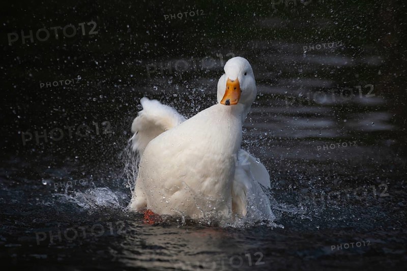 White pekin (Anas platyrhynchos domesticus) duck domesticated farm bird bathing in a lake, England, United Kingdom, Europe