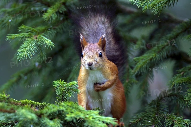 Squirrel, (Sciurus vulgaris), young animal, Finland, young animal, animal children, Finland, Europe