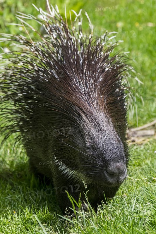 Crested porcupine (Hystrix cristata) native to Italy, North Africa and sub-Saharan Africa