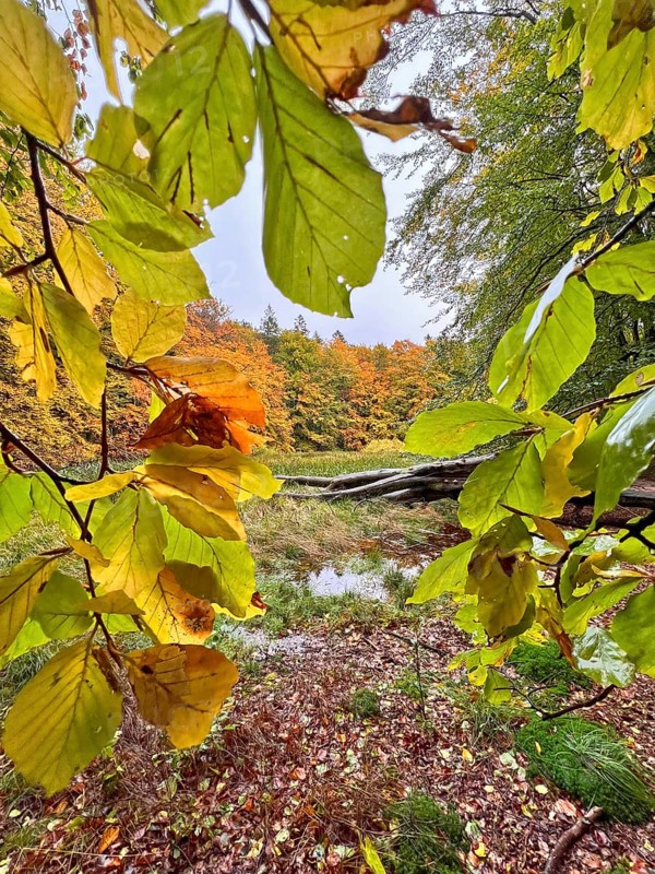 Autumn leaves, autumn atmosphere, colourful leaves, beech forest, view of the treetops, golden October, moor, Jasmund National Park, peninsula on the island of Rügen, Mecklenburg-Western Pomerania, Germany, Europe