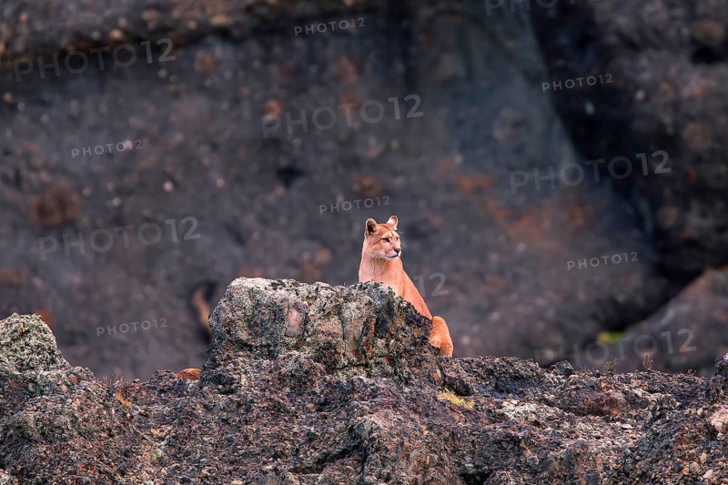 Cougar (Felis concolor patagonica) wbl. Torres del Paine NP, Chile, Torres del Paine NP, South America