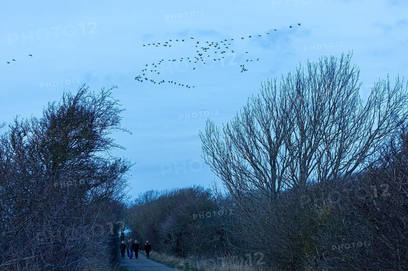 Hiking trail, people, trees, flying wild geese, Goldhöft, Geltinger Birk, Gelting, Schleswig-Holstein, Germany, Europe