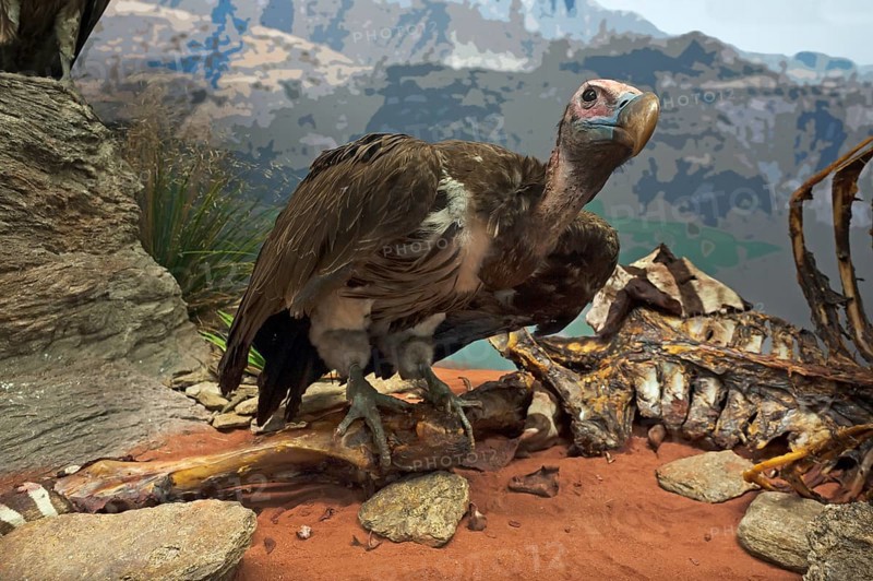 White-headed vulture (Trigonoceps occipitalis), Natural History Museum, opened 1889, Vienna, Austria, Europe