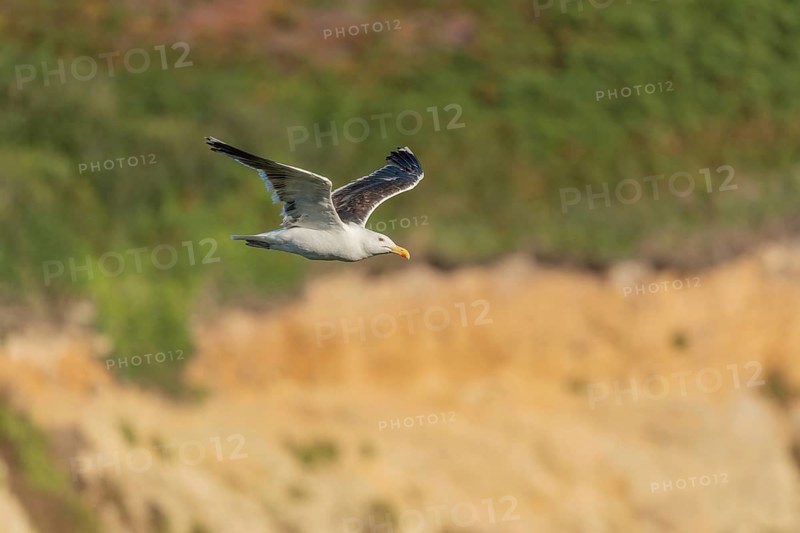 Great black-backed gull (Larus marinus) gliding along the cliffs of the Atlantic Ocean. Camaret, Crozon, Finistere, Brittany, France, Europe