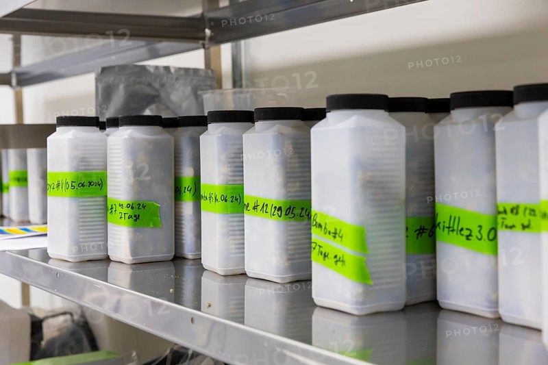 DEU/Saxony/Ebersbach The Saxon cannabis producer Demecan is now the first German company to be authorised to cultivate medicinal cannabis indefinitely under the new Cannabis Act. The company had been authorised to produce since 2019, albeit subject to conditions such as a maximum production quantity or regulated distribution. These conditions will now no longer apply, which will improve the supply situation for medicinal cannabis. The Federal Government Commissioner for Addiction and Drug Issues Burkhard Blienert and Health Minister Petra Köpping took a tour of the production facility to find out more about the production of medicinal cannabis., Federal Drug Commissioner Burghard Blienert and Health Minister Petra Köpping visit Saxon cannabis producer Demecan, Ebersbach, Saxony, Germany, Europe