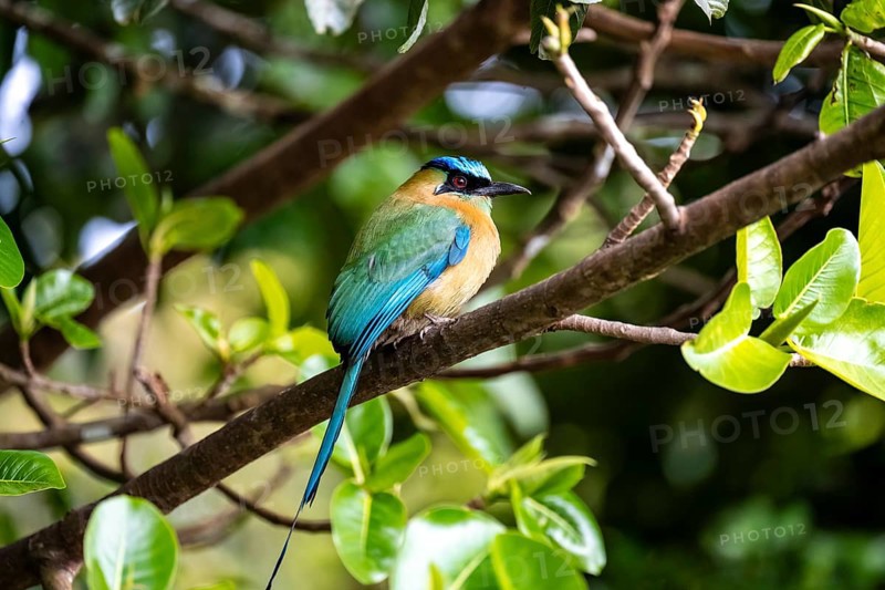 Blue-crowned motmot (Momotus lessonii), sitting on a branch, Monteverde Cloud Forest, Monte Verde, Costa Rica, Central America