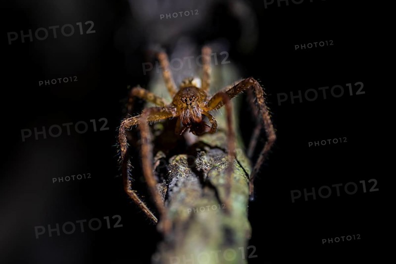 Comb spider (Cupiennius) sitting on a branch at night in the tropical rainforest, Refugio Nacional de Vida Silvestre Mixto Bosque Alegre, Alajuela province, Costa Rica, Central America