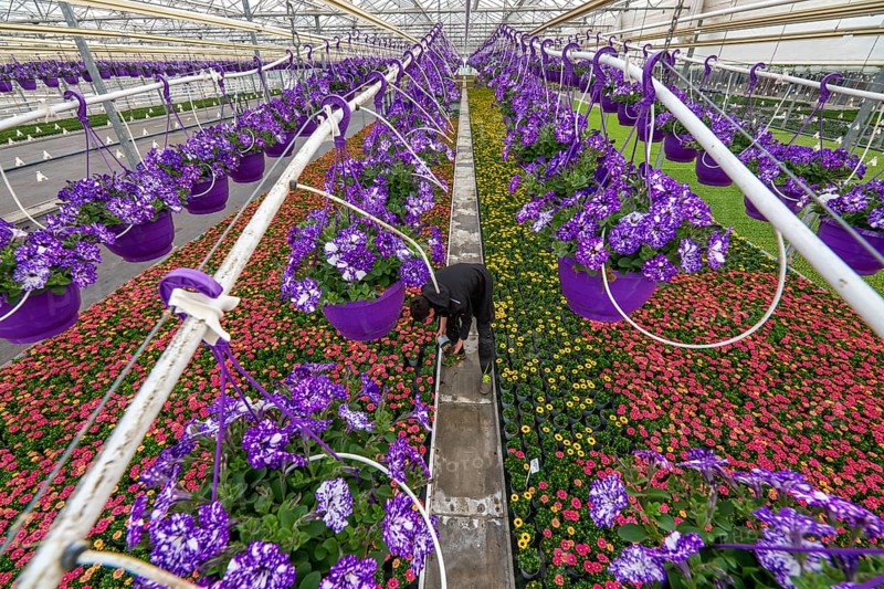 Horticulture company, flower pots, so-called petunia ampel, grow in a greenhouse, under the glass roof, until they have the right growth stage for retail, each pot is watered individually, by drip irrigation, in the bed on the ground grow Kapmargeriten, Osteospermum, Straelen, North Rhine-Westphalia, Germany, Europe