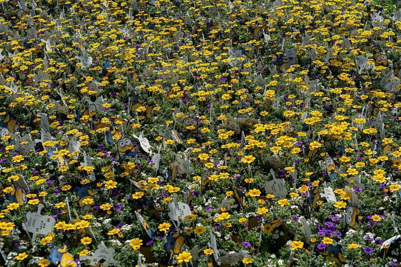 Horticultural business, greenhouse, various types of potted plants are grown here to be sold in flower shops, supermarkets, DIY stores, garden centres, North Rhine-Westphalia, Germany, Europe