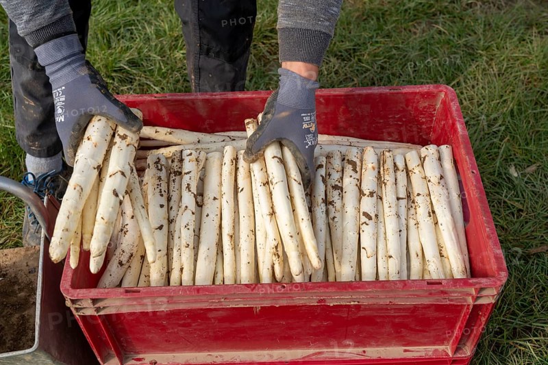 Asparagus harvest in the Rhineland, asparagus pickers at work in an asparagus field covered with plastic sheeting to allow the asparagus to grow better in the cold spring, Dormagen-Broich, North Rhine-Westphalia, Germany, Europe