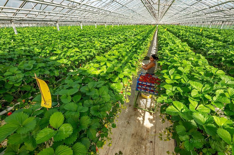 Harvesting strawberries, harvest helper, strawberry cultivation in the greenhouse, young strawberry plants grow up, in different stages of ripeness are watered individually by drip irrigation and supplied with nutrients, they grow in a substrate culture in raised beds, near Dormagen, Rhineland, North Rhine-Westphalia, Germany, Europe