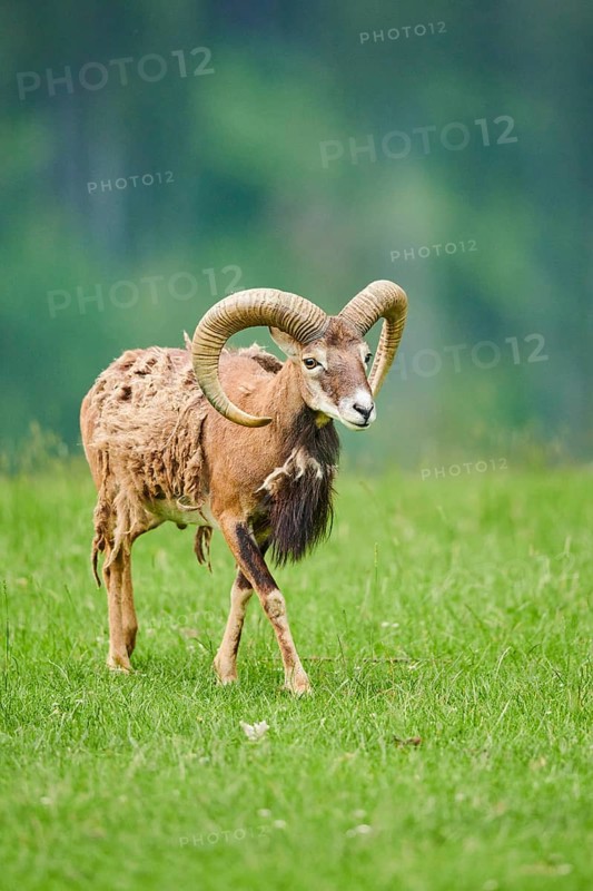 European mouflon (Ovis aries musimon) ram standing on a meadow, tirol, Kitzbühel, Wildpark Aurach, Austria, Europe